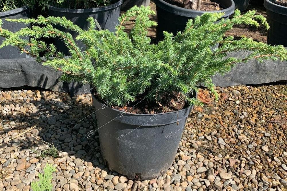 Можжевельник прибрежный Шлягер Juniperus conferta Schlager 10л (ЗК)