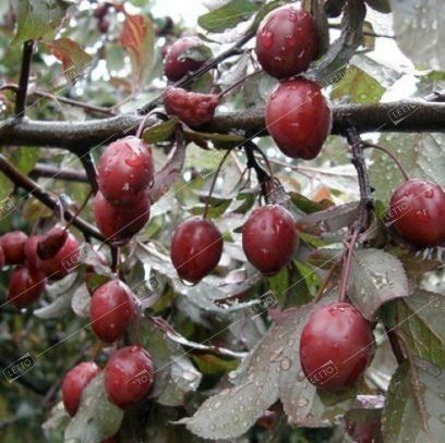 Слива растопыренная Писсарди 2 года Prunus cerasifera Pissardii ОКС