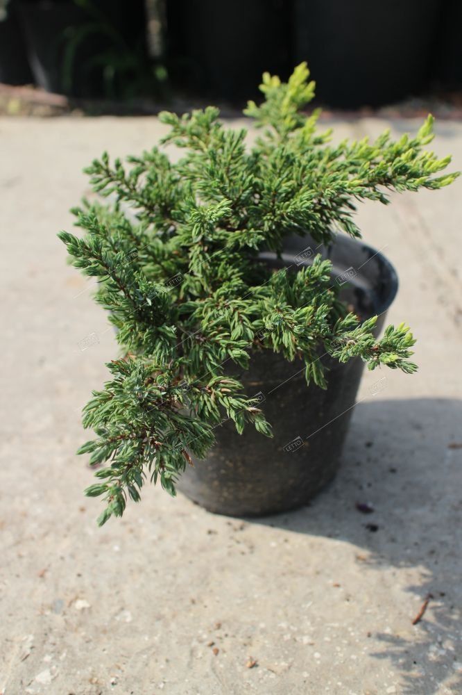 Можжевельник обыкновенный Голдшатц Juniperus communis Goldschatz 2л/3л (ЗК)