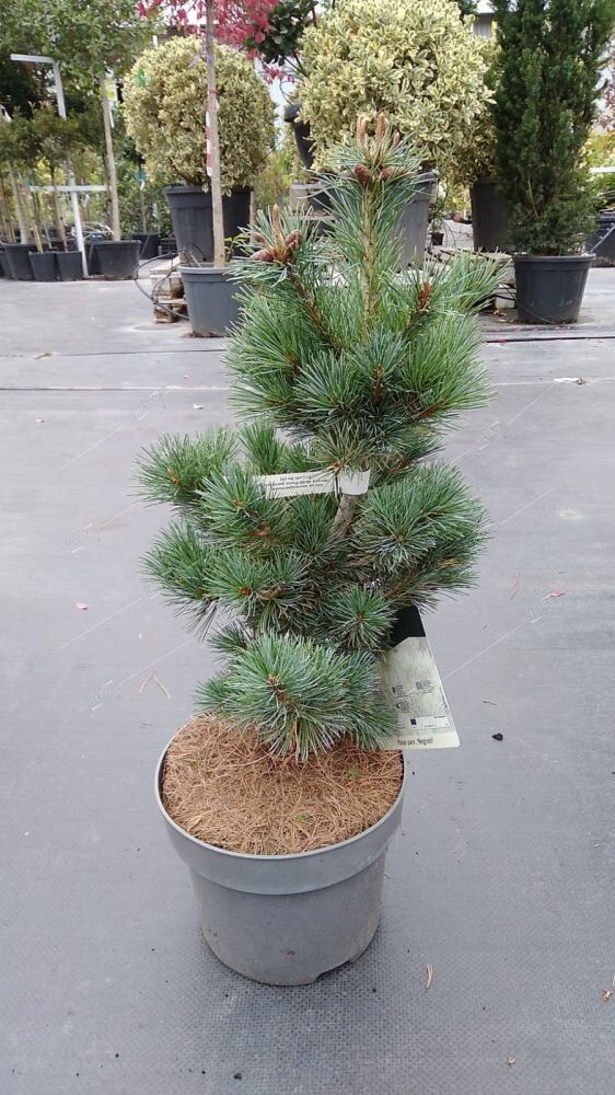 Сосна мелкоцветковая Негиши 40/50 Pinus parviflora Negishi 5л (Н)