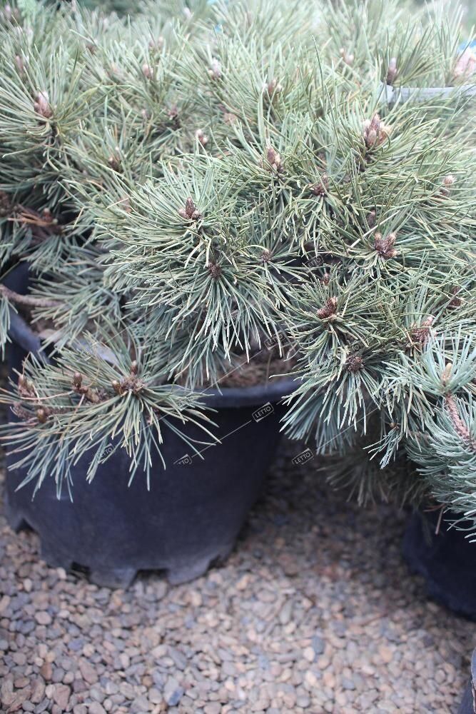 Сосна черная Нана Pinus nigra Nana 30л (Н)