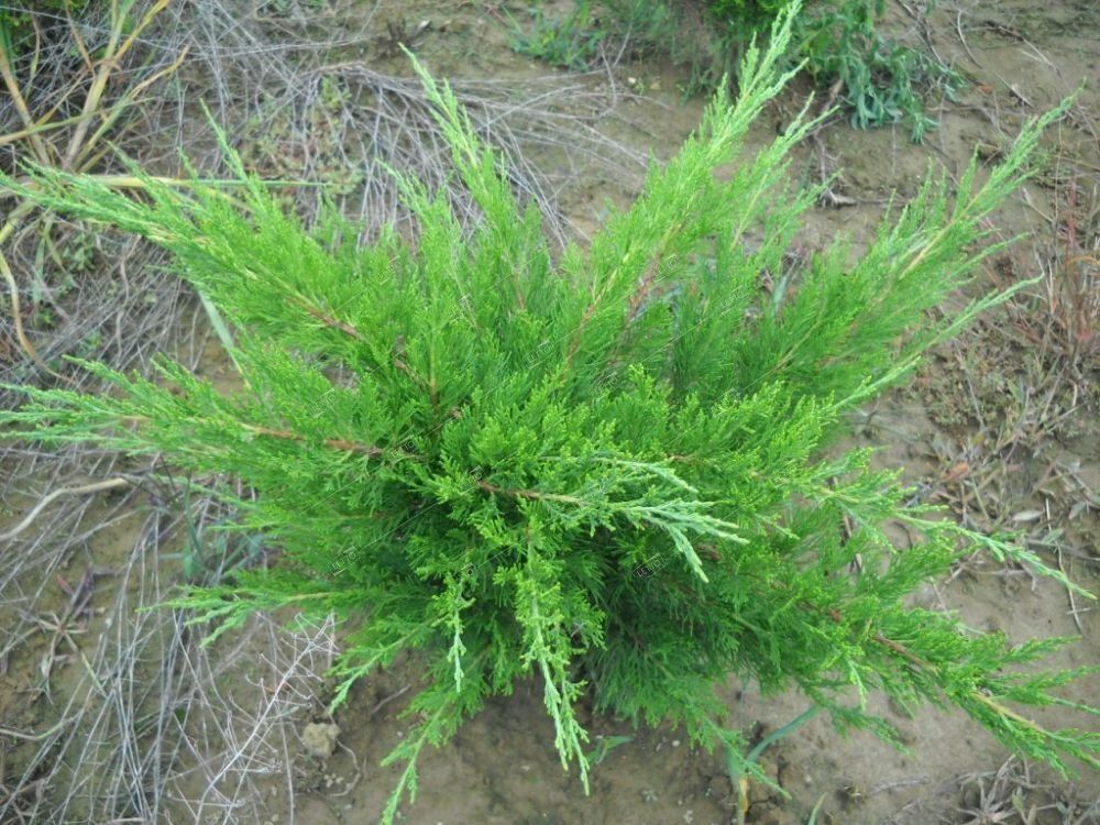 Можжевельник средний Минт Джулеп Juniperus pfitzeriana Mint Julep 2л/3л (ЗК)