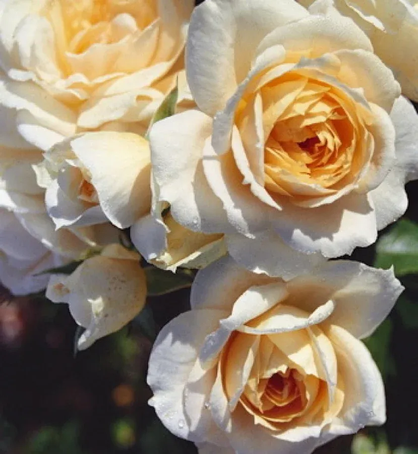 Роза Флорибунда Лионс роуз ( Lions-Rose ) С6, цена в Санкт-Петербурге от  компании Вилла-планта (садовый центр и питомник растений, ландшафтное бюро)