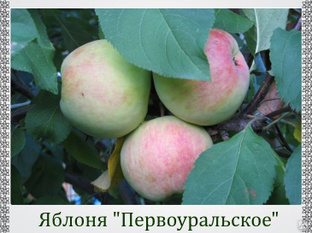 Яблоня Отличник, цена в Перми от компании Питомник Созоновых