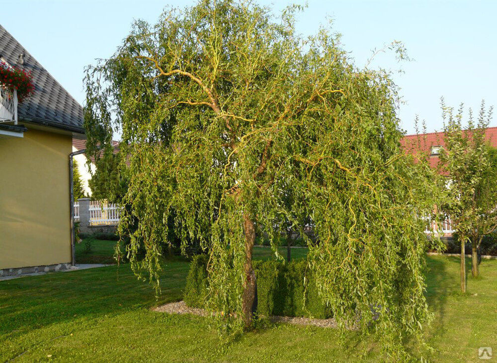 Ива Вавилонская "Тортуоза" Salix babylonica 'Tortuosa'