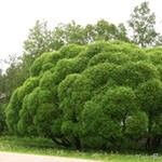 Ива ломкая шаровидная Salix fragilis "Globosa"