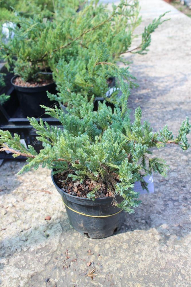 Можжевельник чешуйчатый Блю Карпет 30/40 Juniperus squamata Blue Carpet 2л (ЗК)