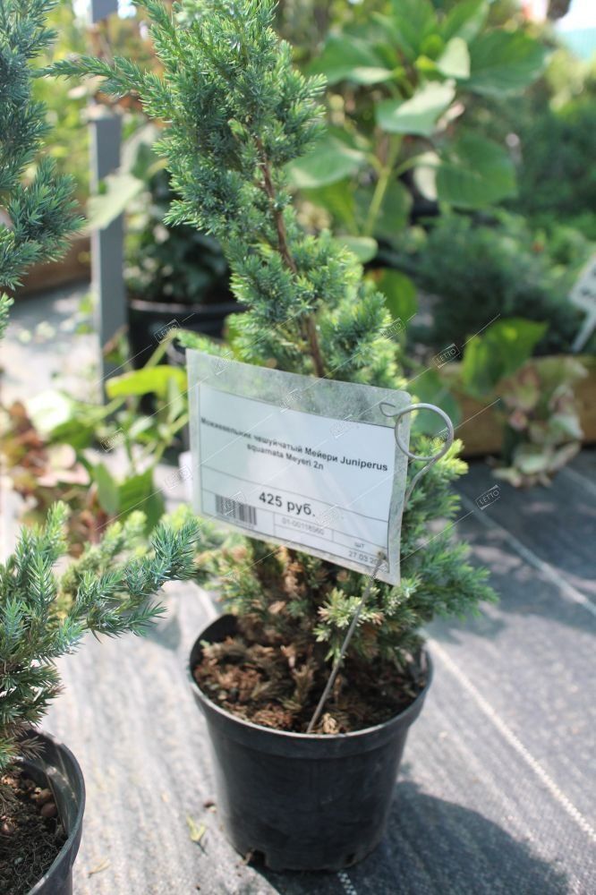 Можжевельник чешуйчатый Мейери Juniperus squamata Meyeri 2л